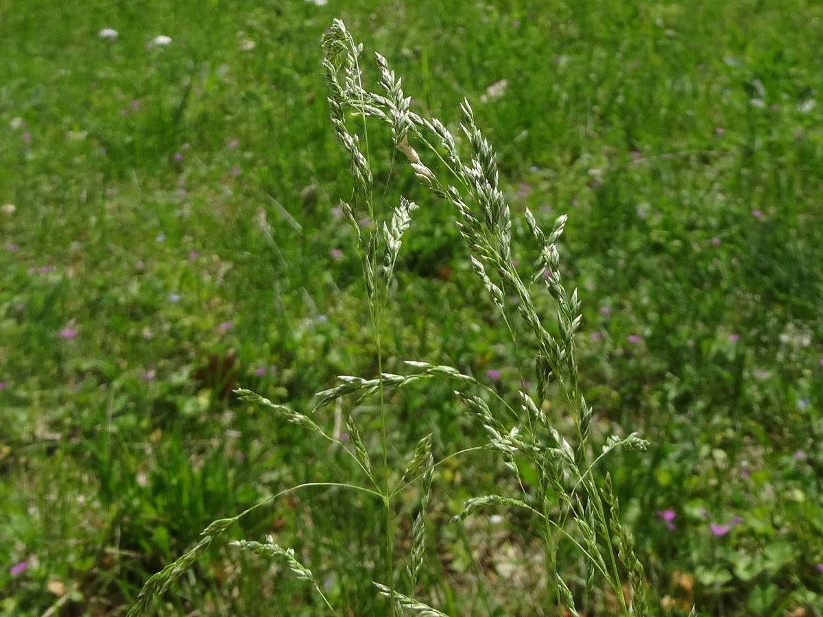 Poa pratensis subsp. angustifolia (Poaceae)